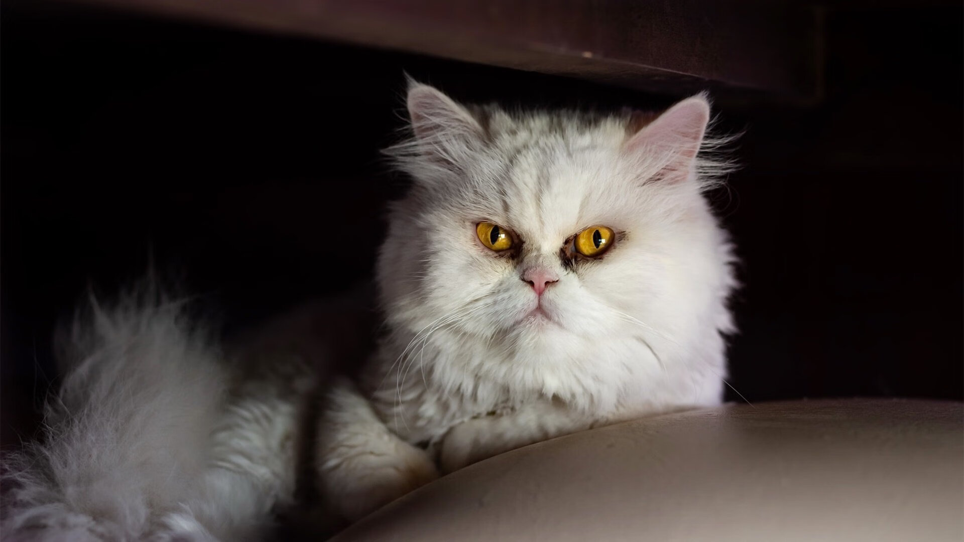 双重收割,蒂亚戈在英格兰的阴影下完成爱尔兰式爆发